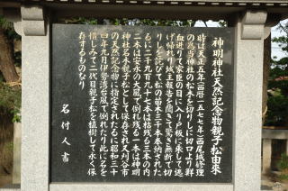 神明神社親子松の画像